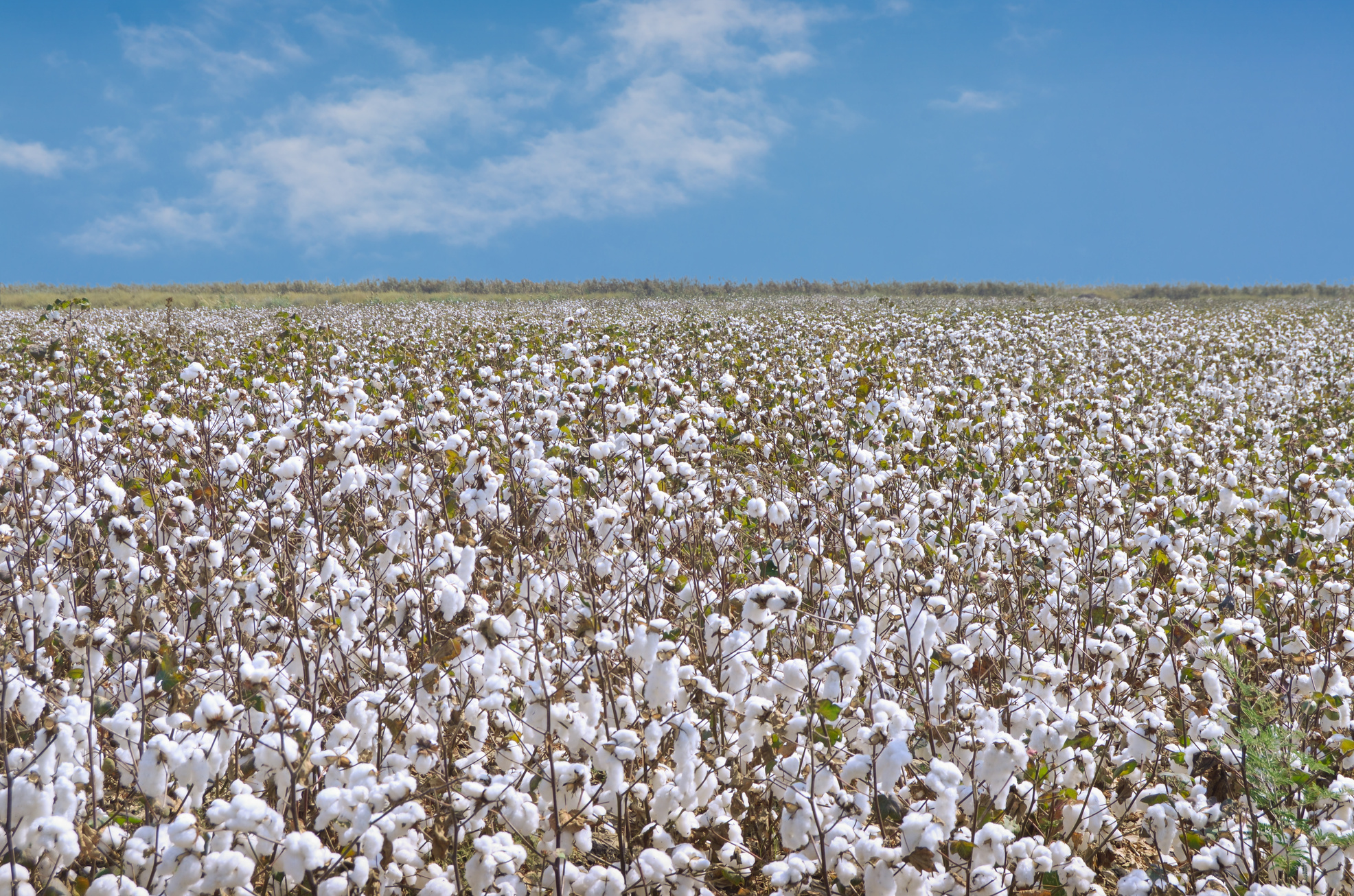 cotton plantation for industrial use