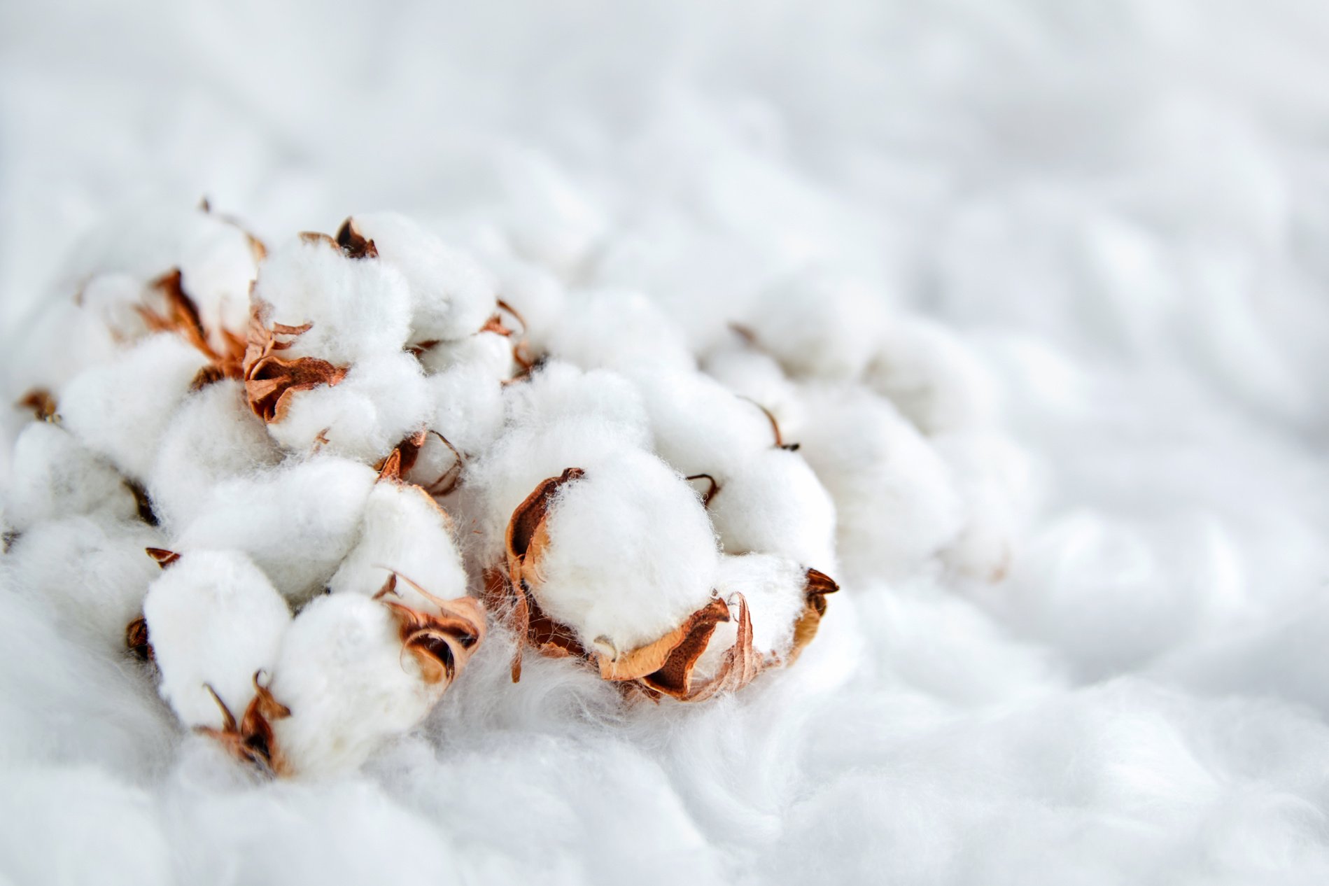 White Cotton Flowers