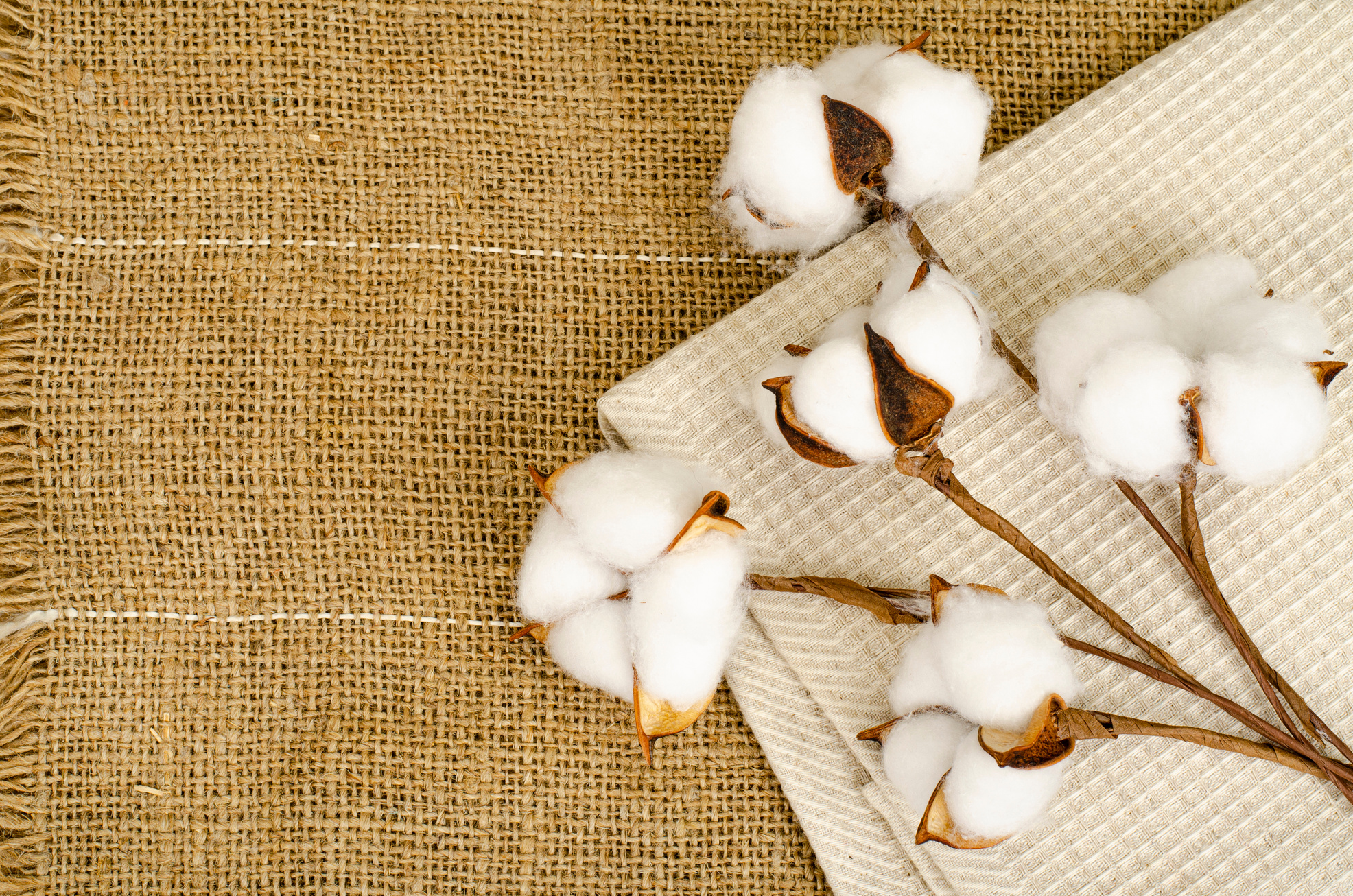 Cotton ball flower on cotton fabric.