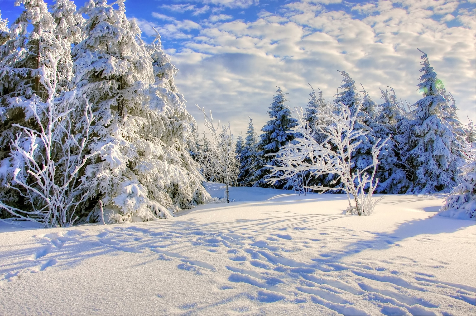 Snowy Winter Forest