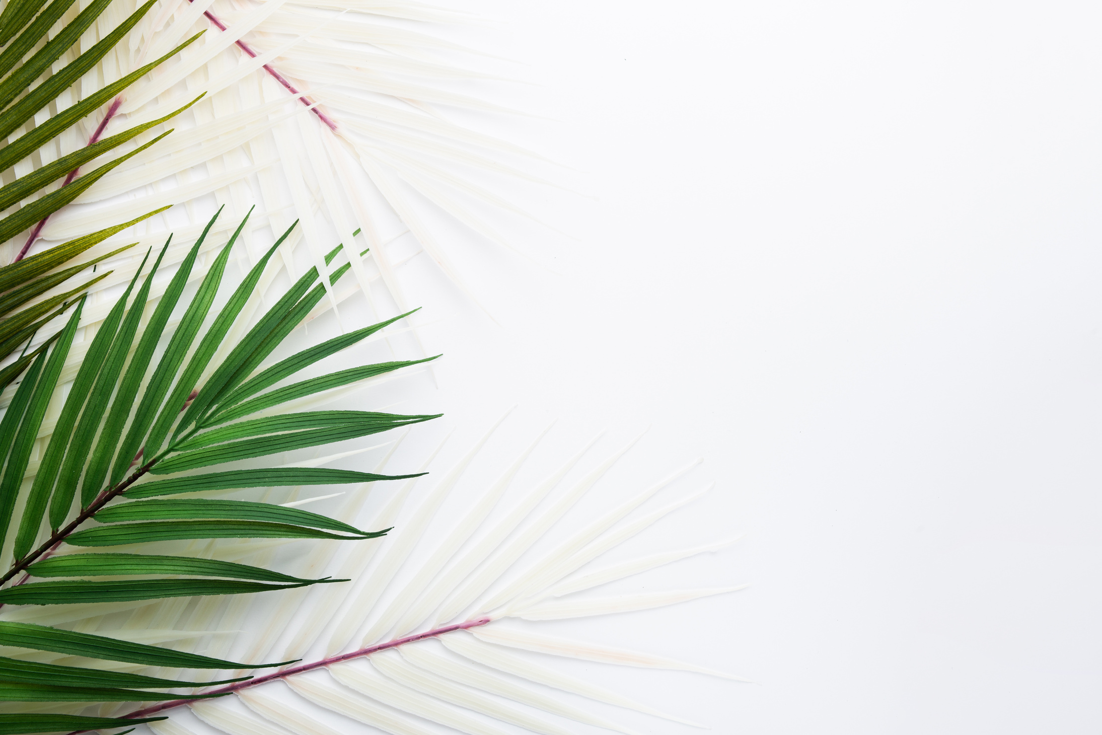 Green and White Palm Leaves on a Table